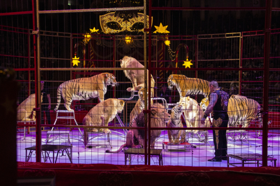 Маска. Приключения ёлочных игрушек